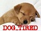 dog_tired