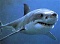 _Shark_Attack_