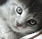 chatty