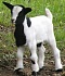 goatball