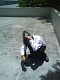 looter21